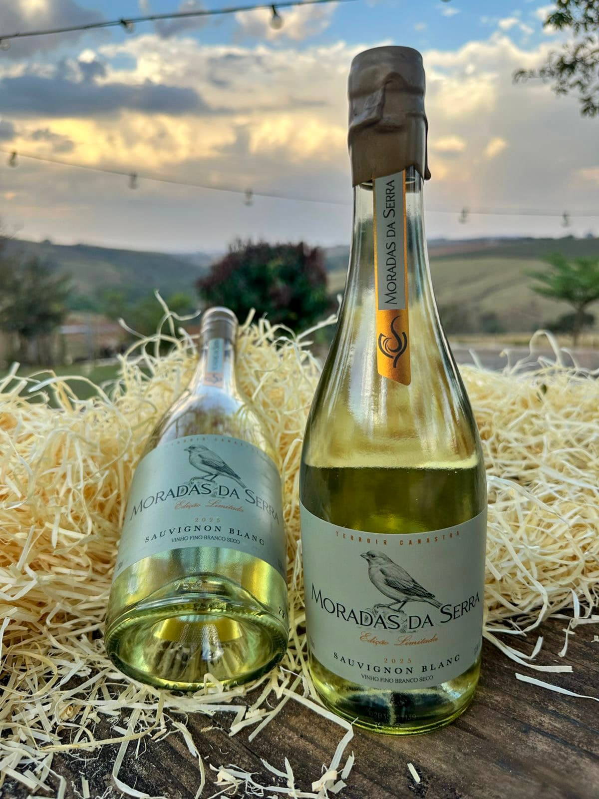 Vinho Sauvignon Blanc Canário