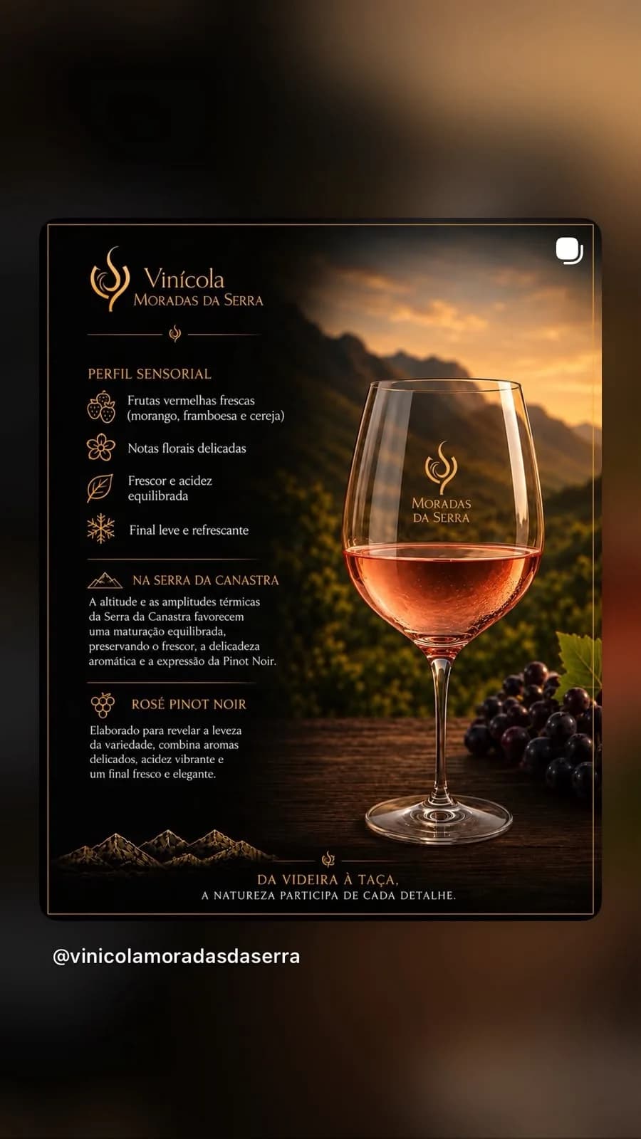 Vinho fino Rosé seco  Pinot Noir  Pato Mergulhão — foto 2 de 2